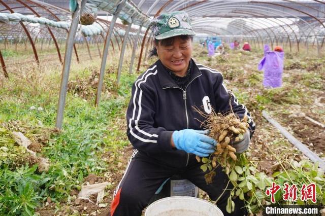 （乡村行·看振兴）山西上党黑花生迎丰收 试种新品种拓宽增收渠道