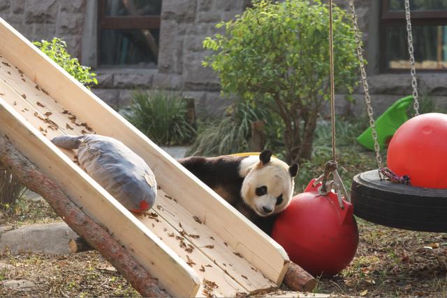 北动大熊猫馆明天重新开放！“萌兰”家有大变化