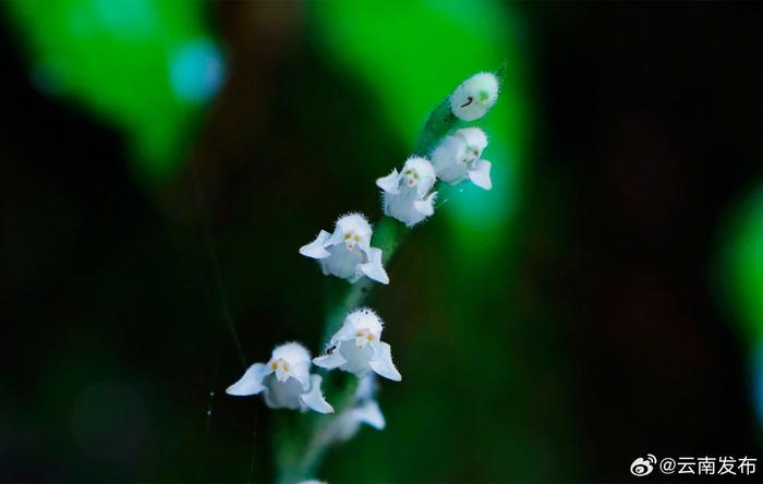 神奇！1万颗种子才相当于1粒芝麻重量