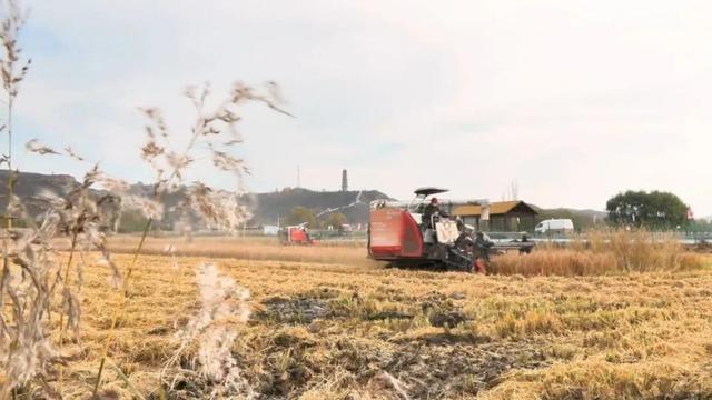 特色种植“钱”景广阔 撑起农民“致富伞”