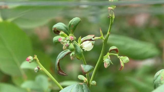 特色种植“钱”景广阔 撑起农民“致富伞”