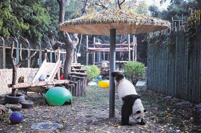 定制玩具，定制玩具价格多少，没想到，
