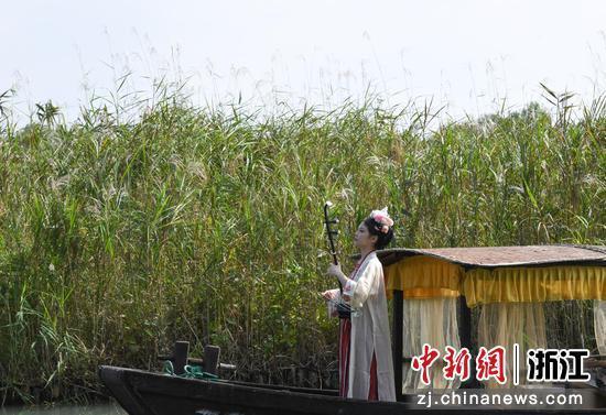 江南深秋 杭州西溪百亩芦花醉游人