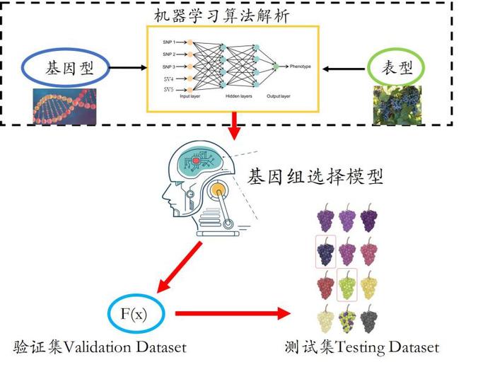 我国科学家提出人工智能推动葡萄育种新方法