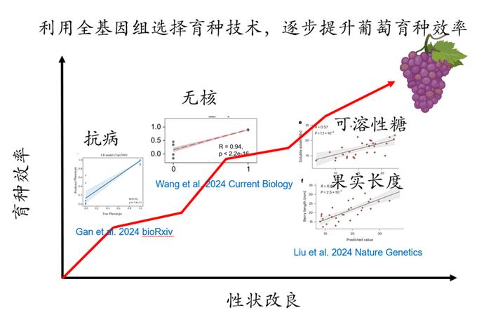 我国科学家提出人工智能推动葡萄育种新方法