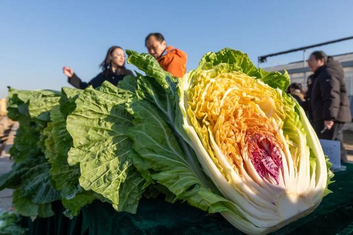 一棵白菜五种颜色，多彩大白菜首次亮相北京丰台