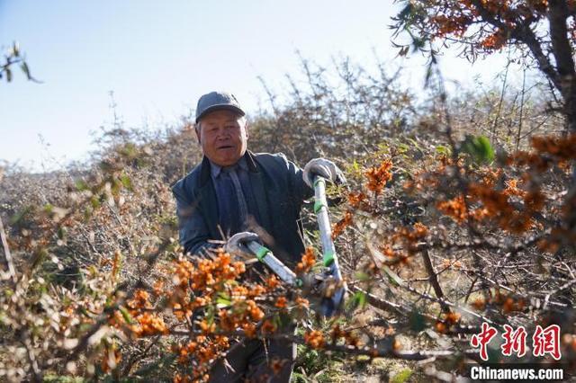 青海湟源：小果沙棘迎丰收