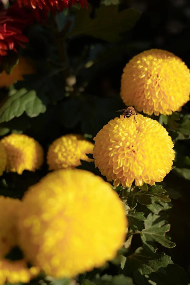 二十四节气与花 | 寒待立冬来，菊花原来这么美