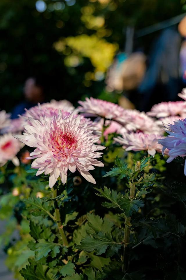 二十四节气与花 | 寒待立冬来，菊花原来这么美