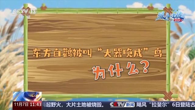 无人机巡检、定位追踪……迁徙季保护候鸟还有这些黑科技