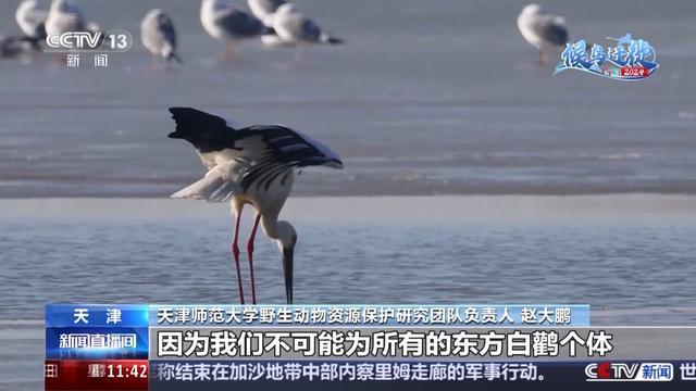 无人机巡检、定位追踪……迁徙季保护候鸟还有这些黑科技