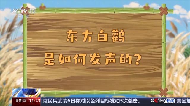 无人机巡检、定位追踪……迁徙季保护候鸟还有这些黑科技