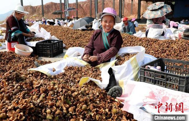 广西三江：油茶丰收分拣忙