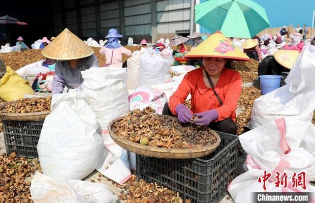 广西三江：油茶丰收分拣忙