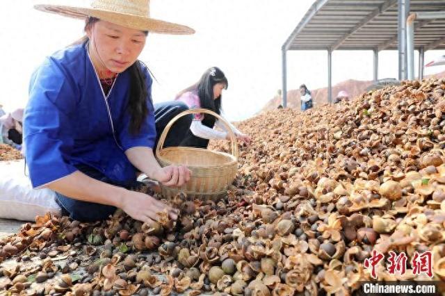 广西三江：油茶丰收分拣忙