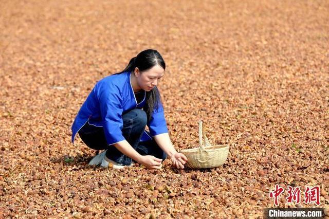 广西三江：油茶丰收分拣忙