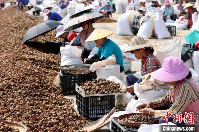 广西三江：油茶丰收分拣忙