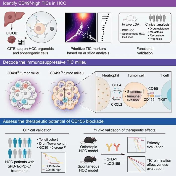 Cancer Cell：王存/高强/覃文新团队提出免疫治疗新策略——靶向肿瘤起始细胞免疫特权，增强癌症免疫治疗(图4)