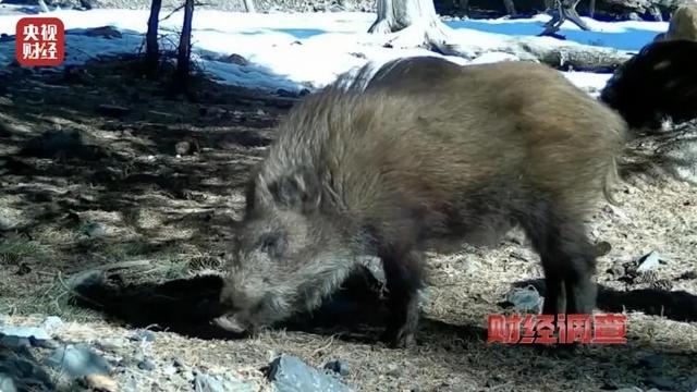 财经调查丨160斤野猪“狂飙” 野猪毁物伤人事件频现 如何治理？