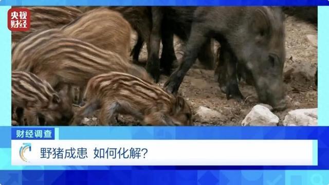 财经调查丨160斤野猪“狂飙” 野猪毁物伤人事件频现 如何治理？