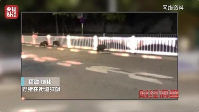 财经调查丨160斤野猪“狂飙” 野猪毁物伤人事件频现 如何治理？