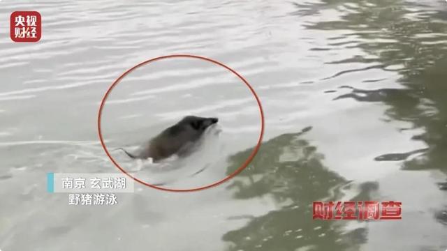 财经调查丨160斤野猪“狂飙” 野猪毁物伤人事件频现 如何治理？