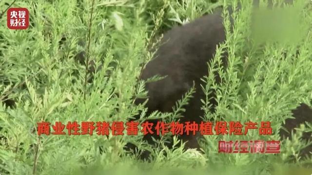 财经调查丨160斤野猪“狂飙” 野猪毁物伤人事件频现 如何治理？