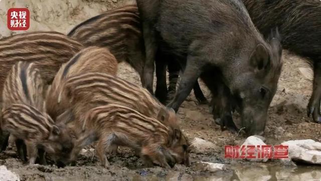 财经调查丨160斤野猪“狂飙” 野猪毁物伤人事件频现 如何治理？