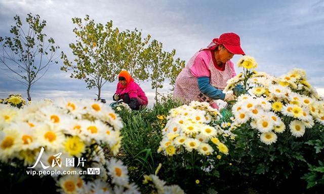 江苏兴化：菊花开出富民路