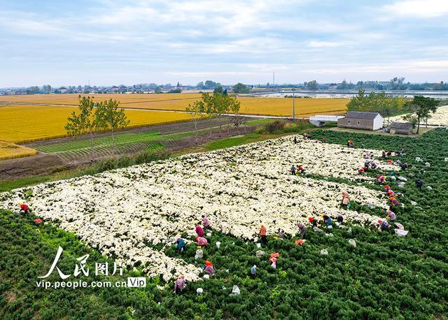 江苏兴化：菊花开出富民路