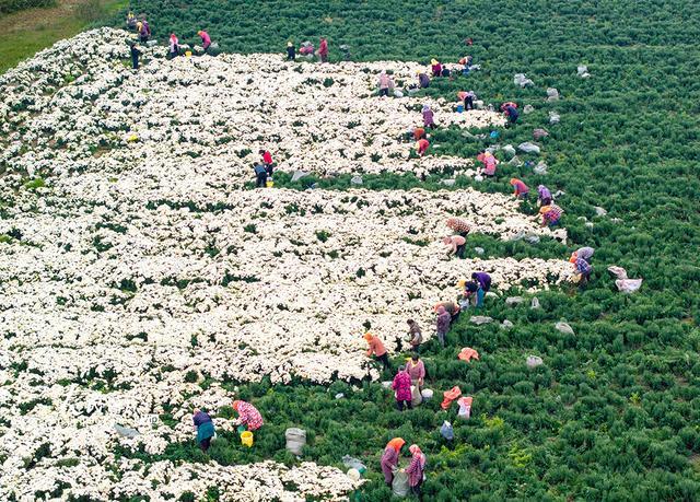 江苏兴化：菊花开出富民路