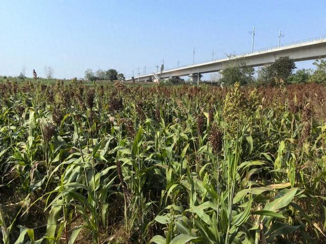 采野菊花变偷红高粱？三名贪心妇女被抓……