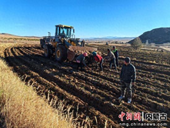 赤峰林西：甜菜种植户的“幸福订单”