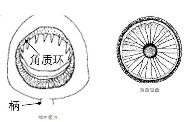 下单的章鱼足可能变成了鱿鱼足？上海消保委测评35家网店