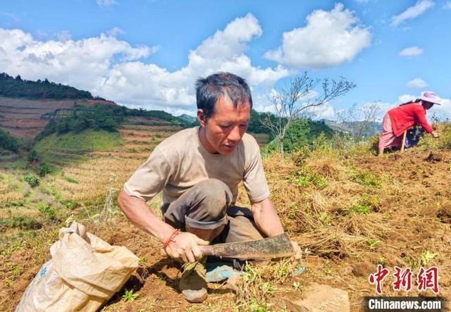 云南永德：药材飘香采挖忙