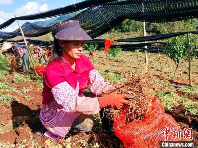 云南永德：药材飘香采挖忙