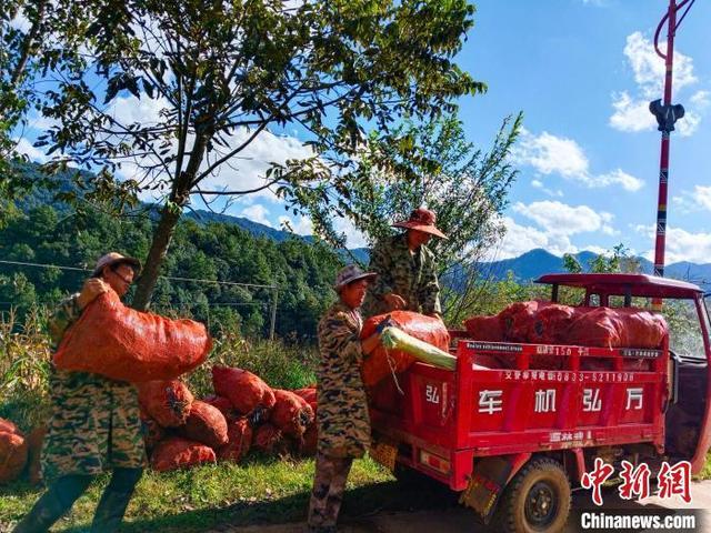 云南永德：药材飘香采挖忙