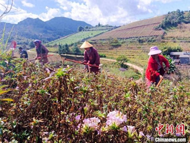 云南永德：药材飘香采挖忙