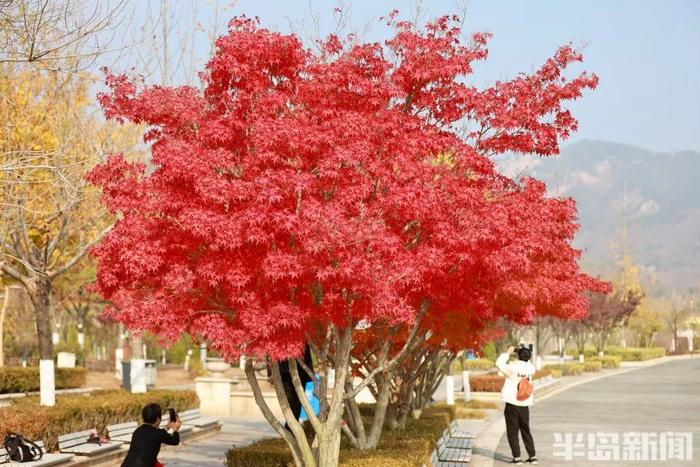 青岛两个神秘景点…突然爆火！半路就开始堵车，连800年不运动的懒人都出门了！网友：美成这样，你俩可真能藏