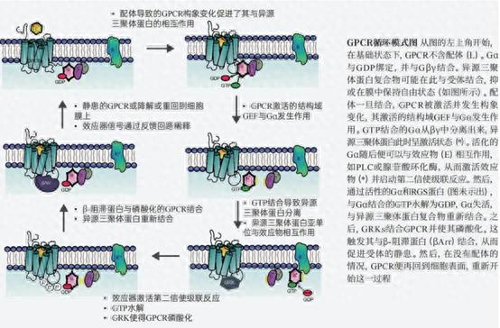 怎样的研究一直被诺奖青睐？