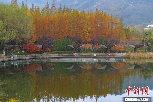 山东青岛：初冬时节好风景 色彩斑斓美如画