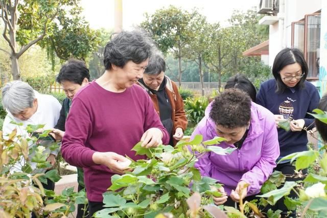 上海长宁中泾生境花园的棉花丰收，居民制作抱枕送予百岁老人