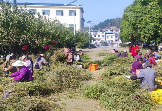 陕西商南：野菊花开满地金 美了乡村富了民