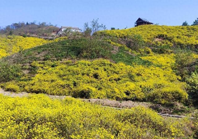 陕西商南：野菊花开满地金 美了乡村富了民