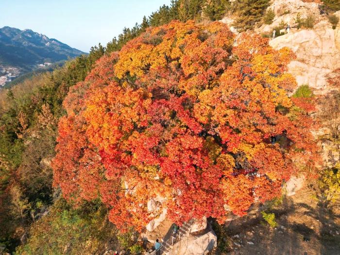 青岛两个神秘景点…突然爆火！半路就开始堵车，连800年不运动的懒人都出门了！网友：美成这样，你俩可真能藏