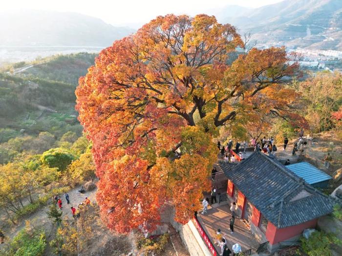 青岛两个神秘景点…突然爆火！半路就开始堵车，连800年不运动的懒人都出门了！网友：美成这样，你俩可真能藏