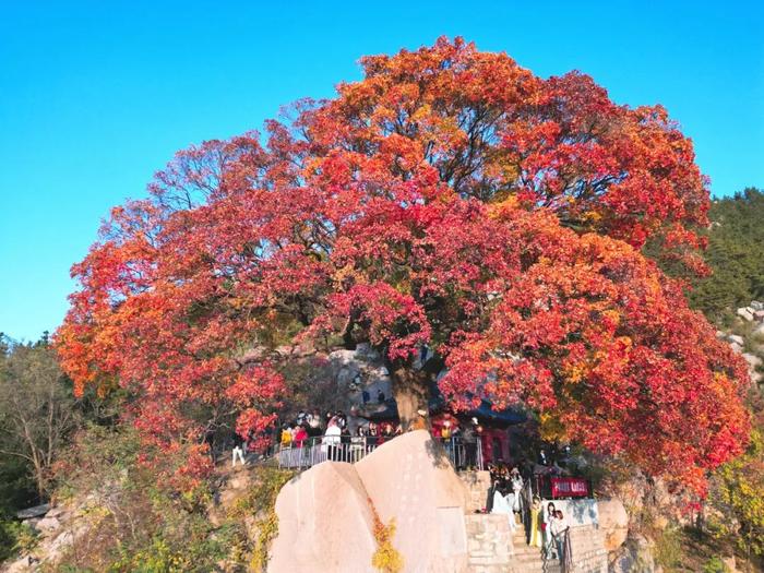 青岛两个神秘景点…突然爆火！半路就开始堵车，连800年不运动的懒人都出门了！网友：美成这样，你俩可真能藏