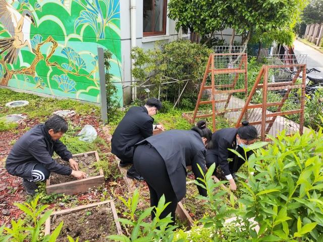 上海长宁中泾生境花园的棉花丰收，居民制作抱枕送予百岁老人