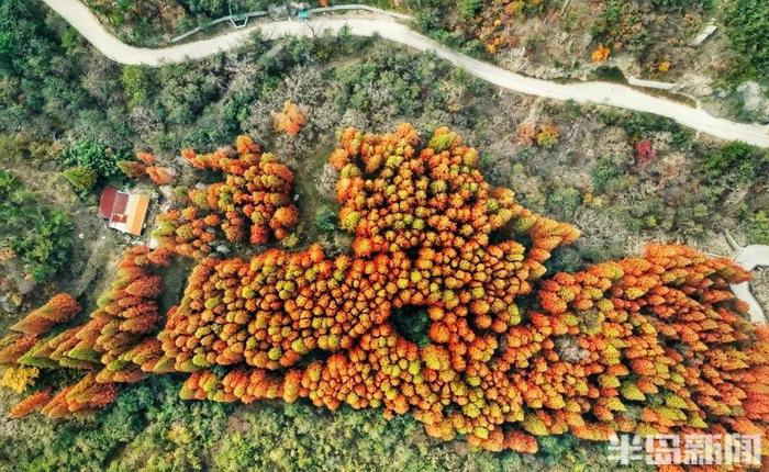 青岛两个神秘景点…突然爆火！半路就开始堵车，连800年不运动的懒人都出门了！网友：美成这样，你俩可真能藏