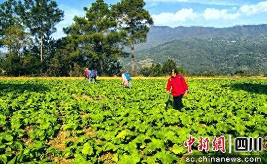 订单种植开启广元利州产业增收新赛道